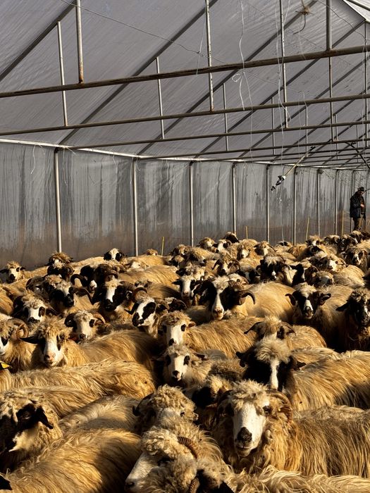 Vand oi cu miei langa ele