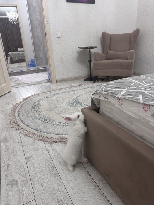 Продам декаративного кролика