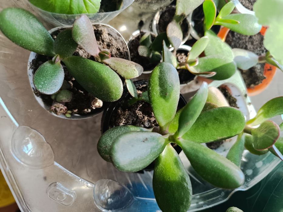 Денежное дерево отростки