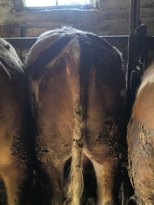 Бука сатамын 5 бас