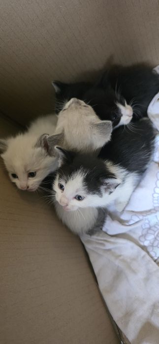 Котята, в хорошие , добрые руки даром