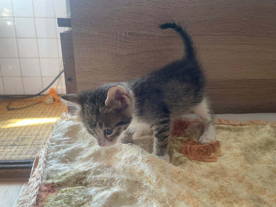 подарявам котета