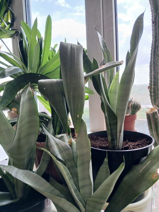 Продам комнатные цветы разные