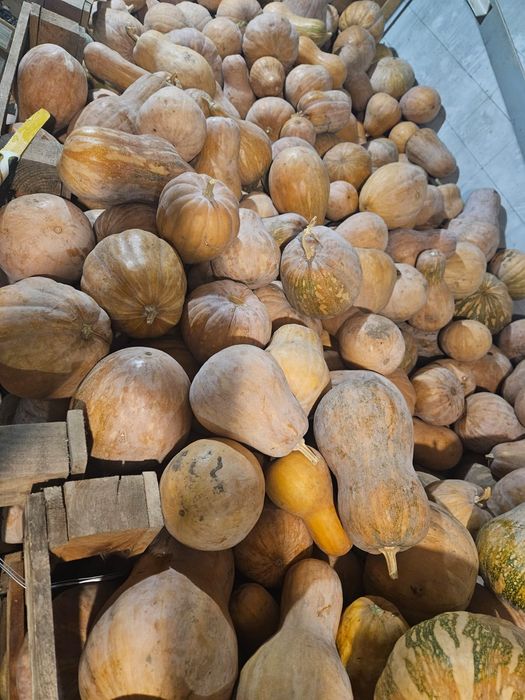 Тыква мантная вкусная