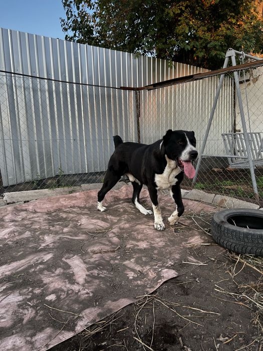 Кобель на Вязку……