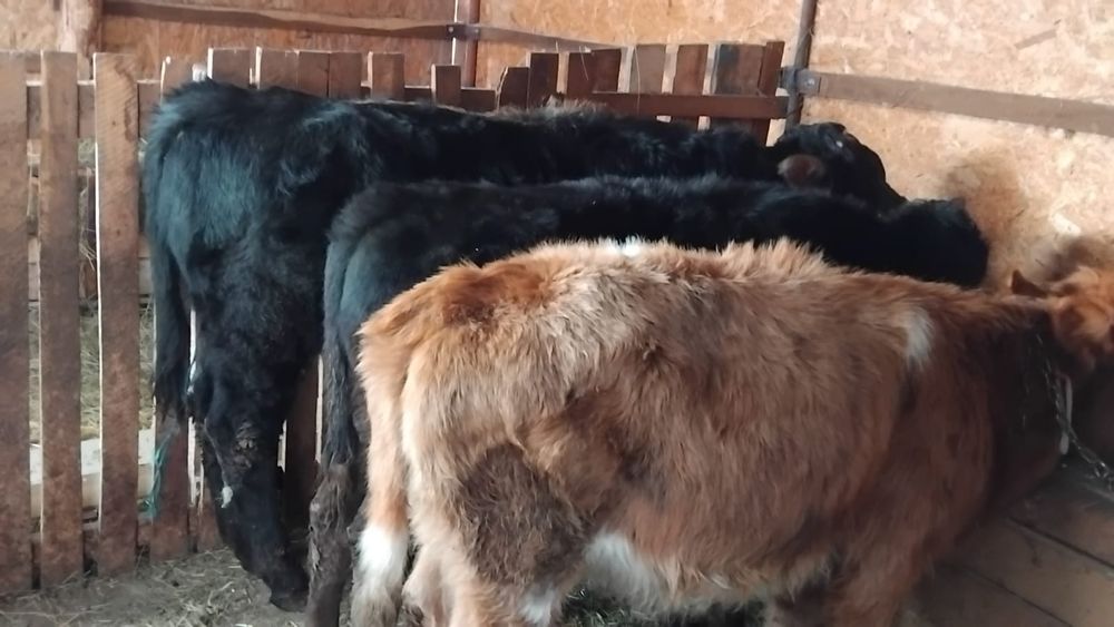 Vand 2 tauri si o vitea