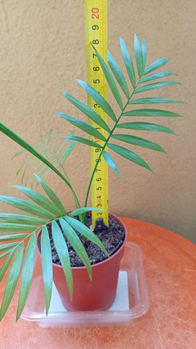 Палма - Хамедорея -