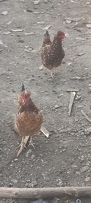 Продам семью хохлатых кур