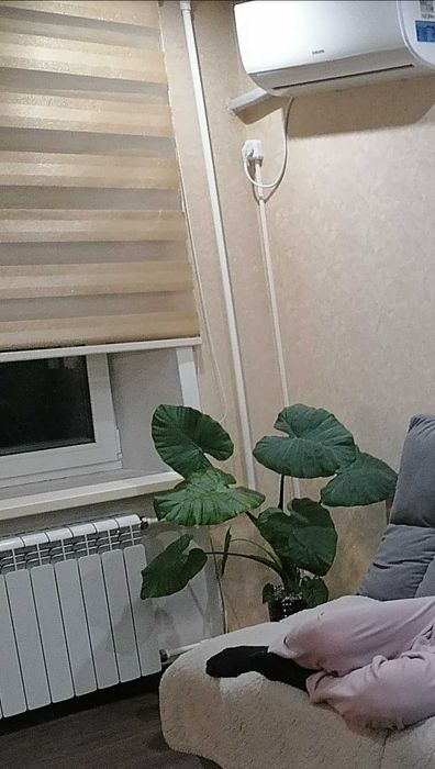 Клубень алоказии одора