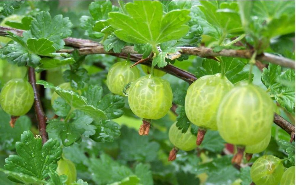 Stoloni capsuni remontant A plus Mur Zmeur Fragi Smochin Agris Albizia