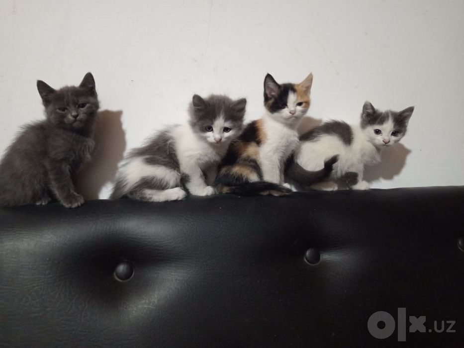 Котята в добрые и заботливые руки