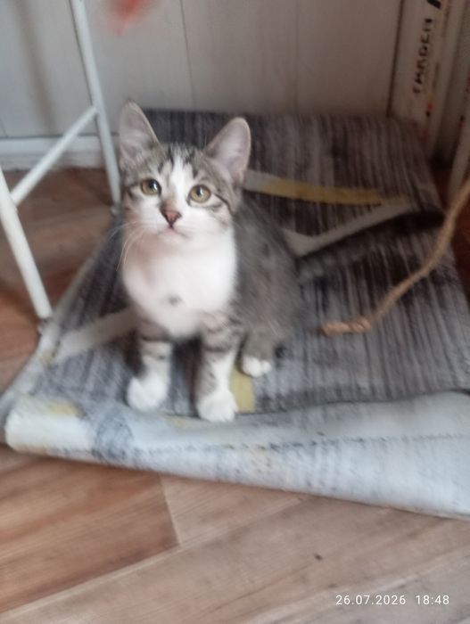 Очаровашки котятки