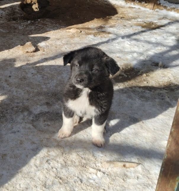 Отдаем щенка девочку