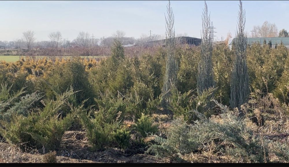 Озеленение,газон