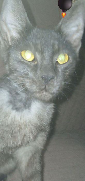 Ogirliklar bilan labiyani chozish (BDSM)