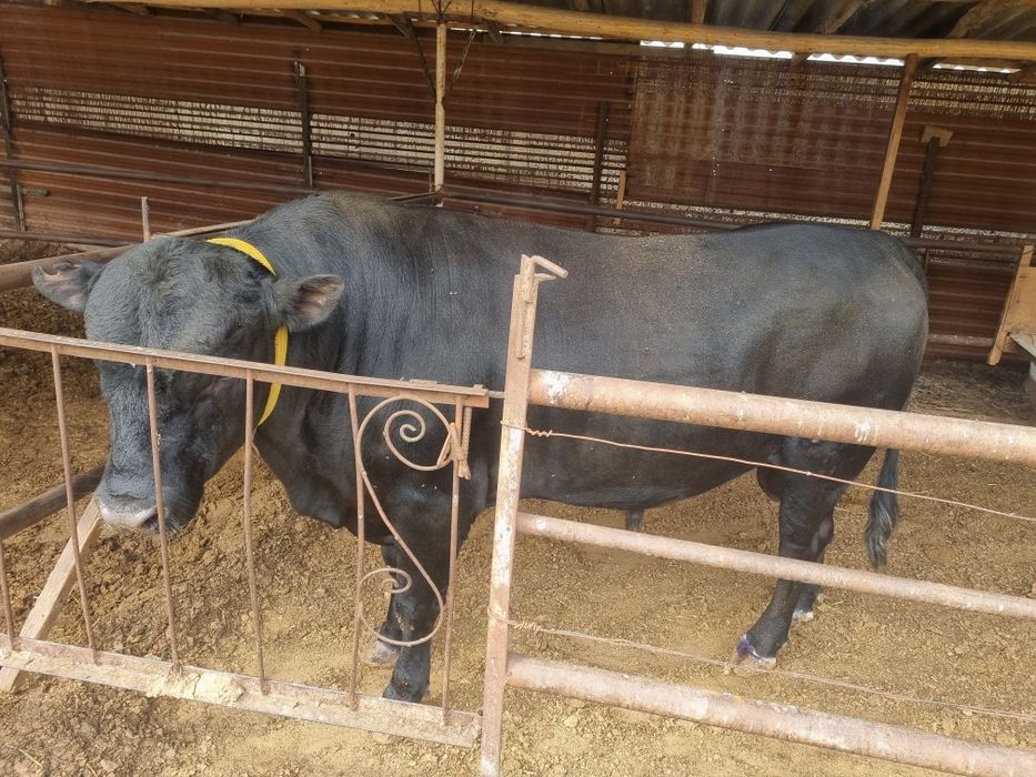 Qoramol sotiladi buqa. Aberdin Angus zot