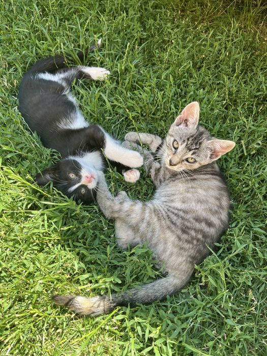 Pisicute spre adoptie