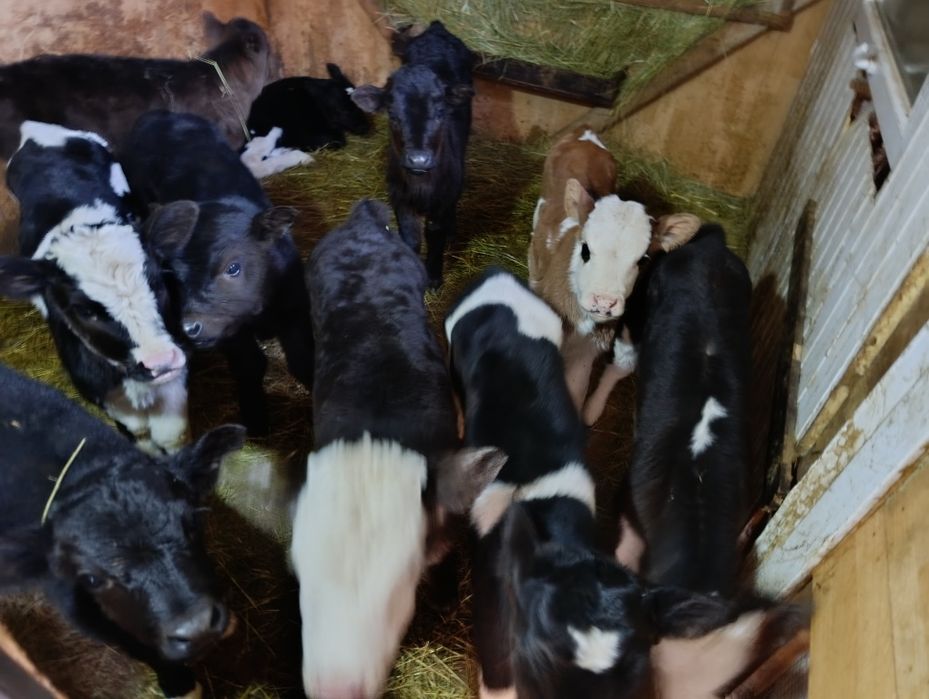 Бузаулар сатылады