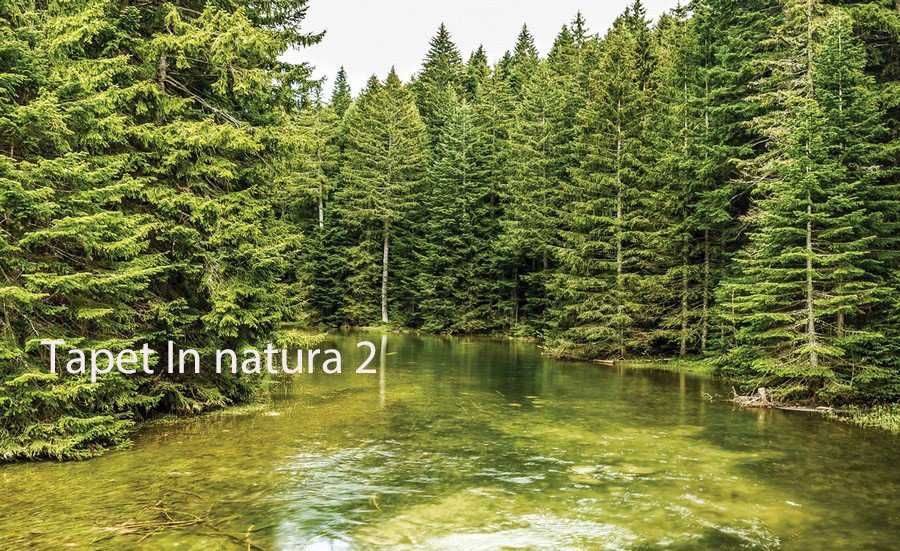 Tapet calitate superioara din Polonia