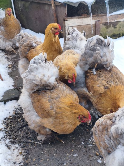 Ouă Cochinchina pentru incubat