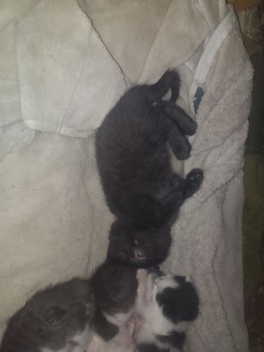 Отдам котят  в добрые руки