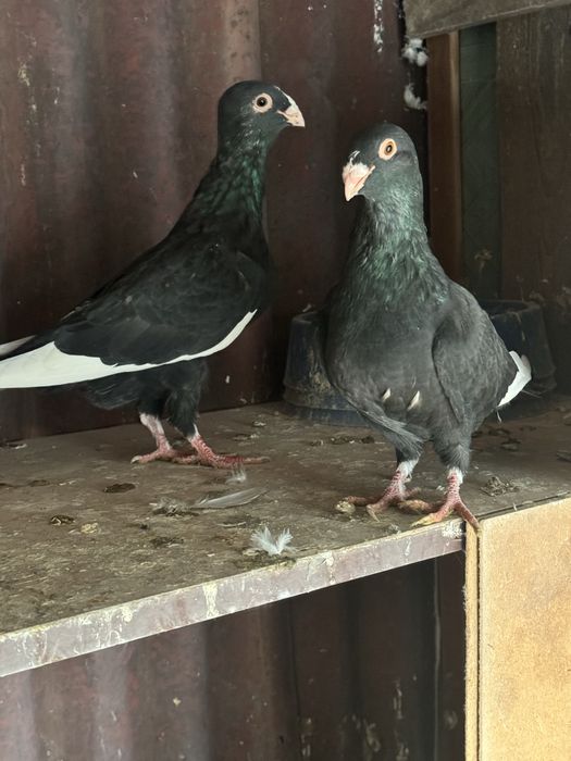 Голуби Шаами сирийцы