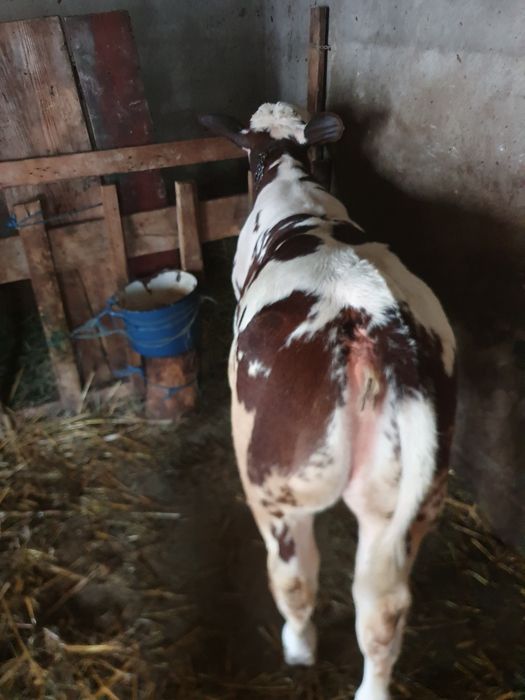 Vaca cu vitea de vanzare