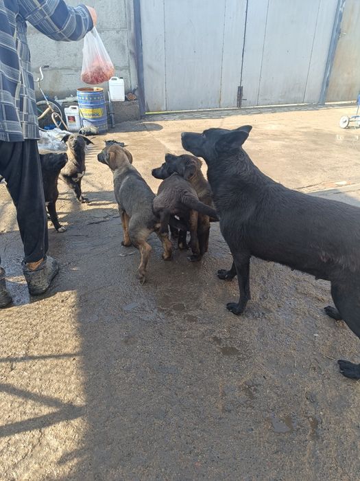 Продаю щенков овчарки