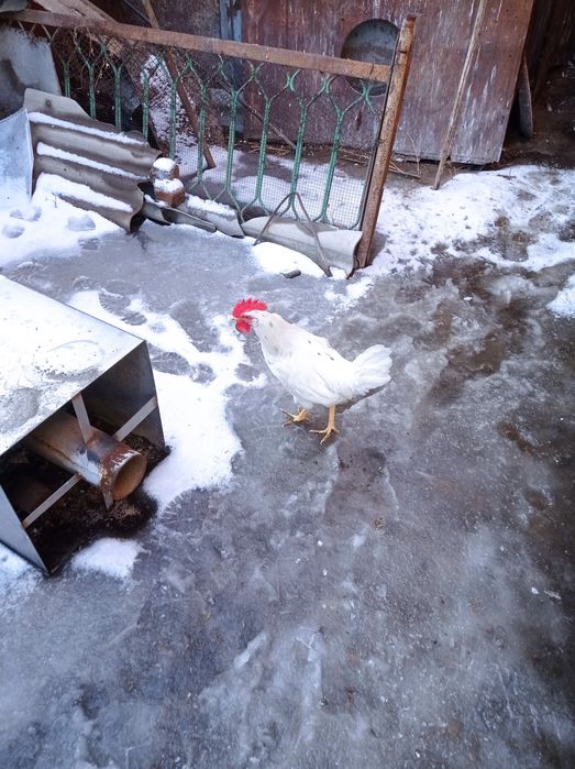 Петух молодой продам