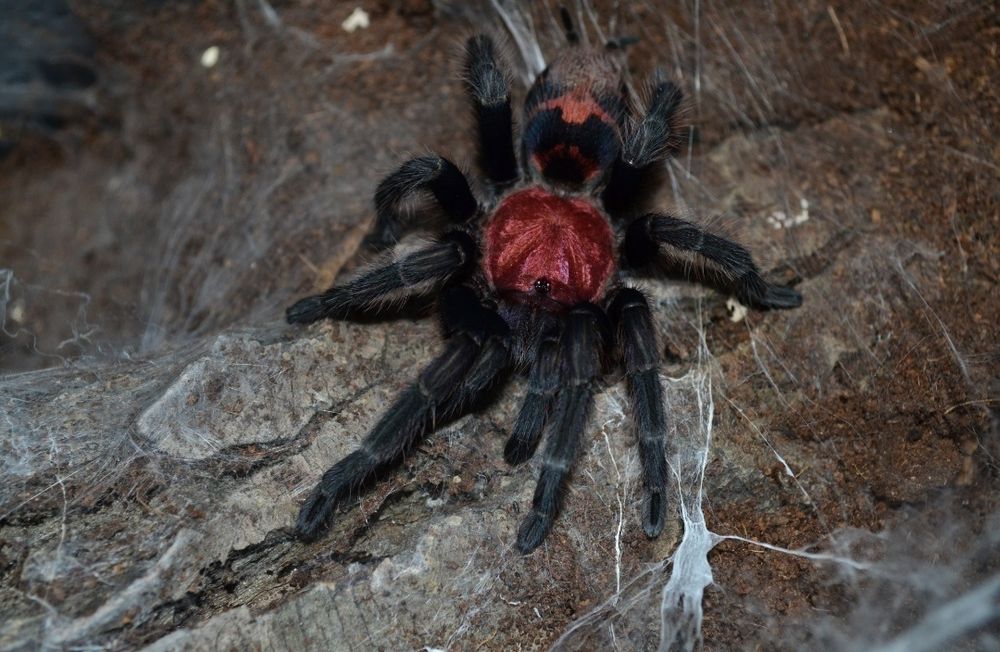 Паук птицеед Davus fasciatus малыш
