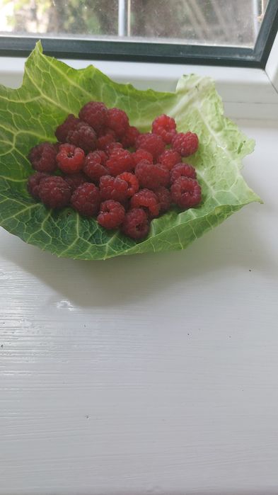 Саженцы    малины