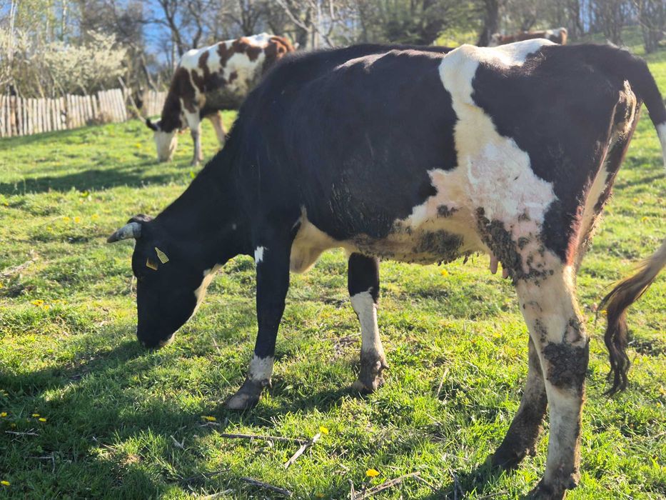 Vaca cu vitel de vanzare