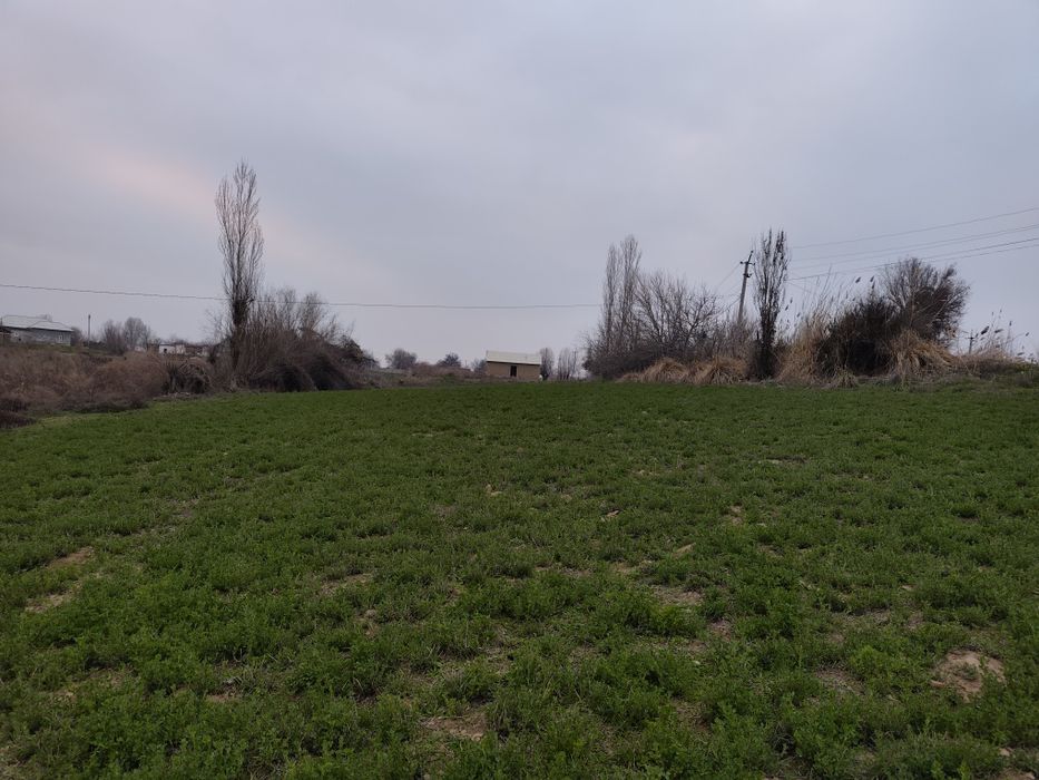 Тошкент вил, Бу́ка тумани, Бу́ка мфй, Худойкул кишлогида уй сотил