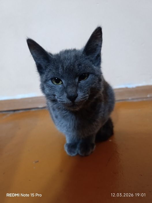 «Продается милый маленький котенок»