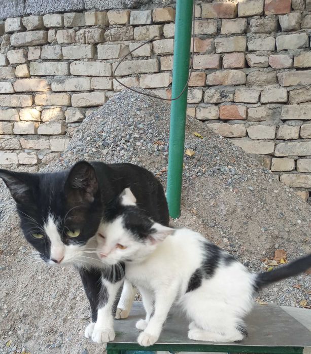 Домашние котятки в добрые руки