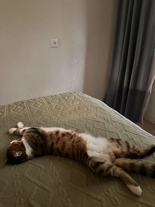 Отдам в хорошие руки котика