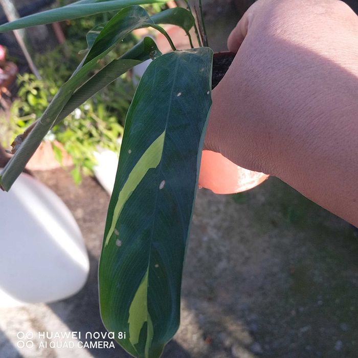 Цветя които ми се повтарят