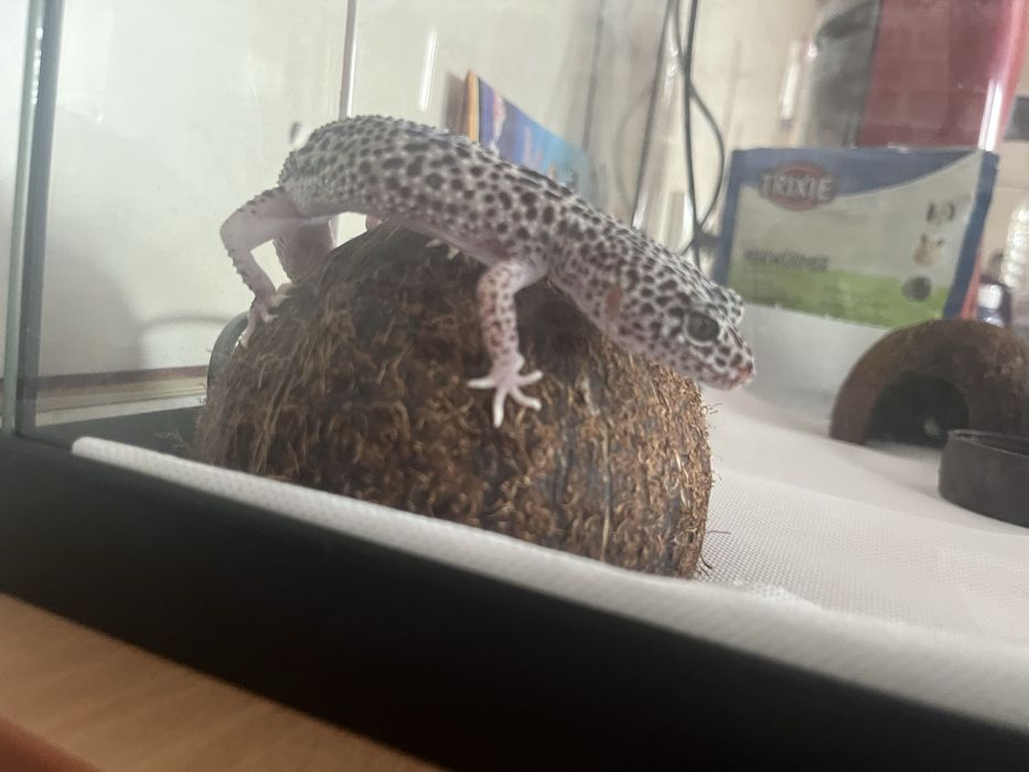 Leopard Gecko mascul 6–8 luni + terariu complet – ridicare personală