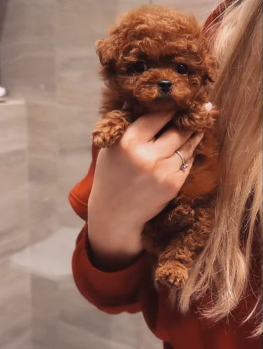 Прадаётся девочка Ред браун мини