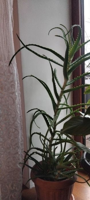 Алоэ лечебное,столетник,5 лет