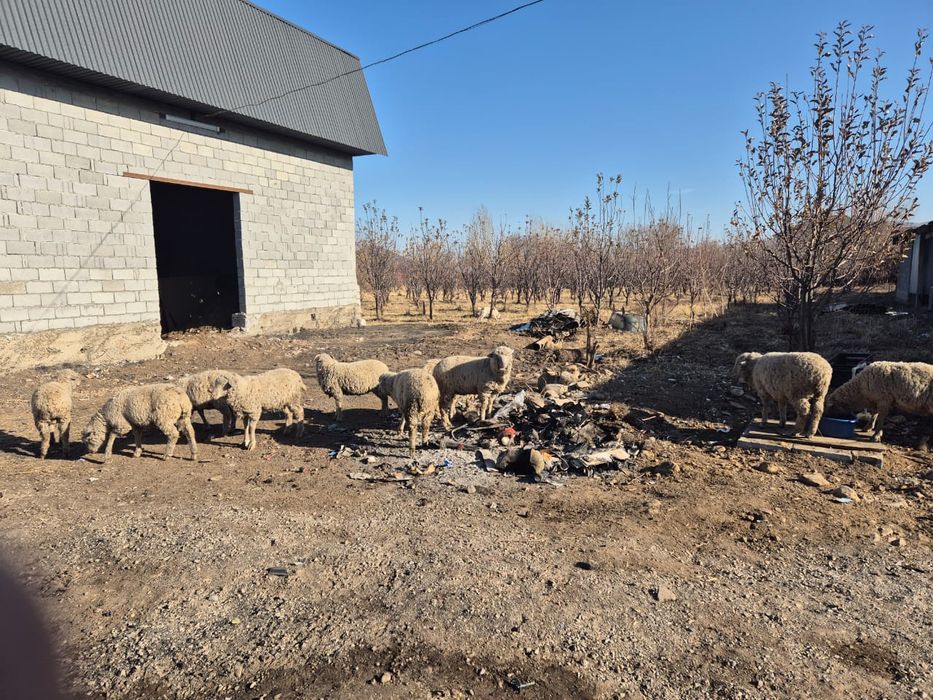 Овцы  меринос  иииииии