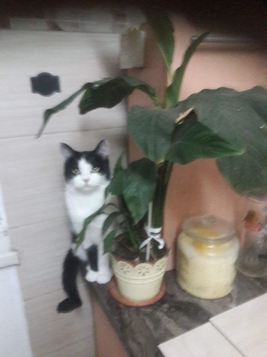 Donez pisica crescuta cu mare grija, 3 ani