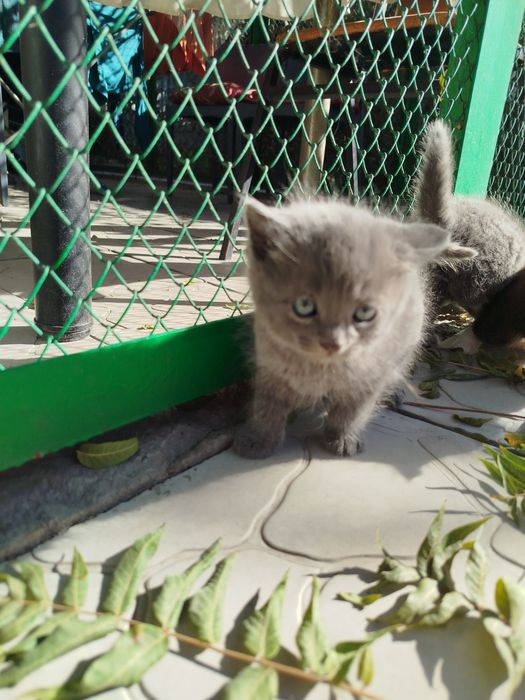 Отдам котёнка, мальчик
