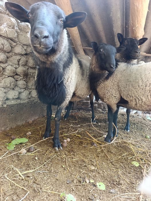 Кочкор романов котта конга