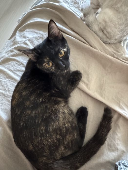 Отдам кошку даром