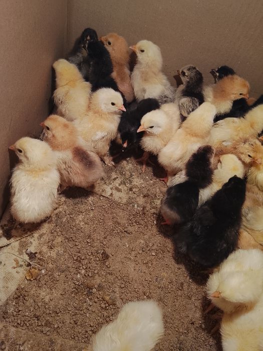 Цыплята брама...