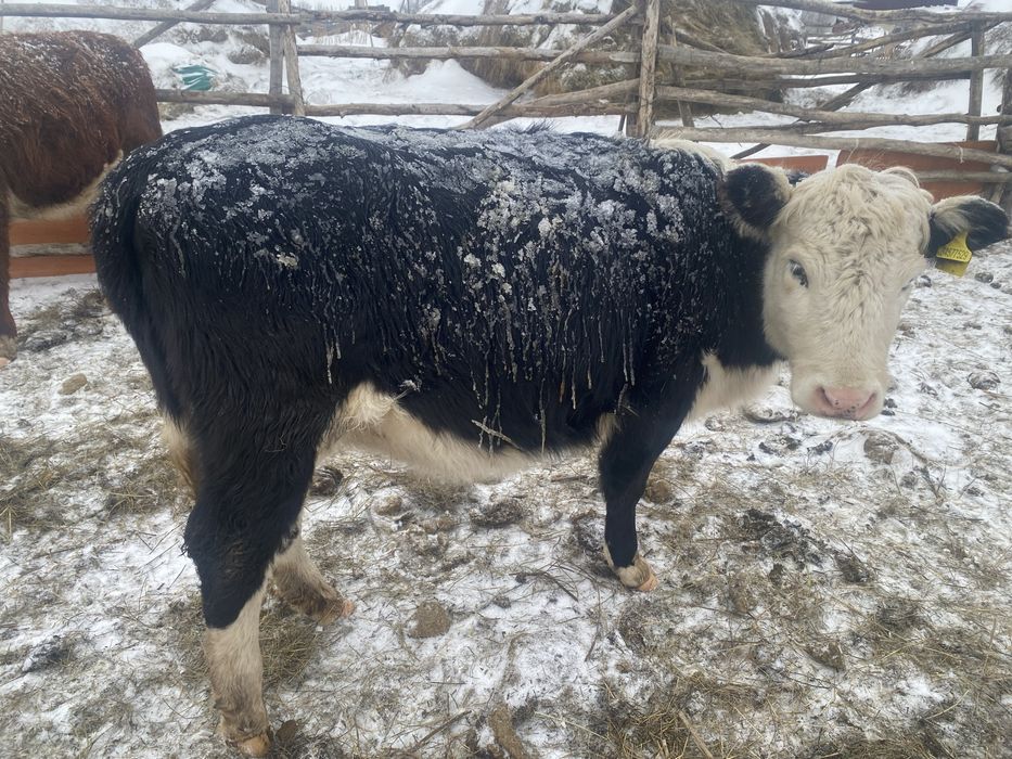 Продам молодых телок