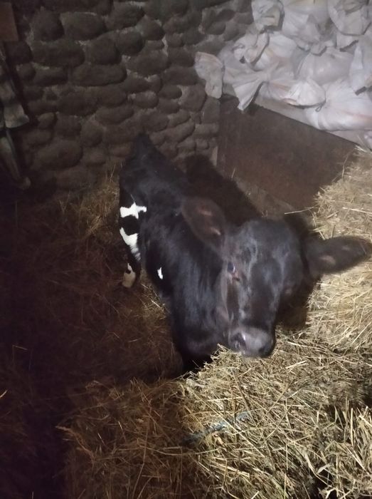 Vand vitea negru cu alb