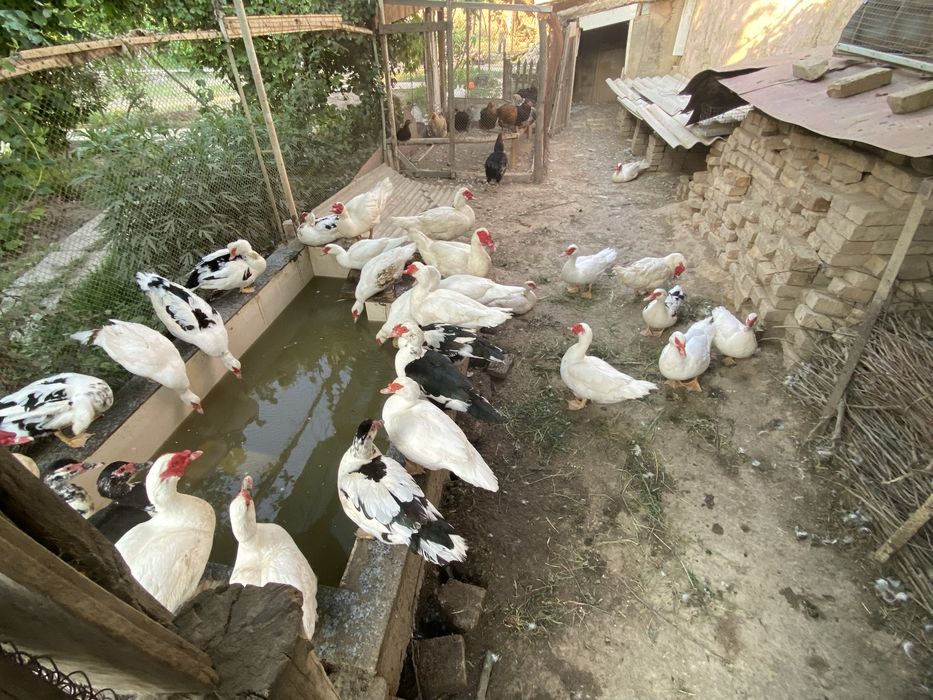 Срочно продаю Индоутки. Индоутка сотаман