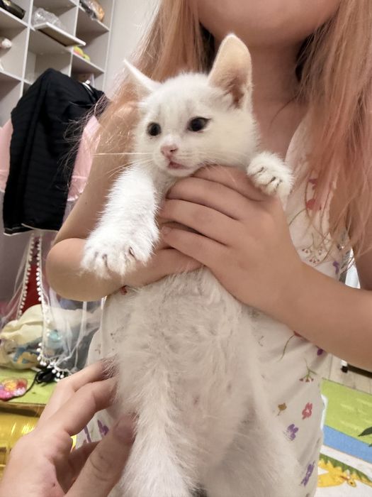 Отдам котенка мальчики